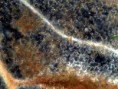/album/galleria-foto-piante/echinodorus-2mc-jpg/